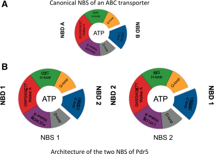 FIGURE 1.