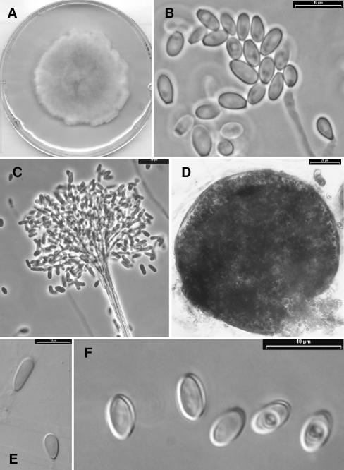 FIG. 7.