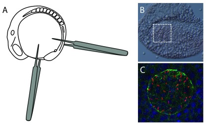 Figure 3. 