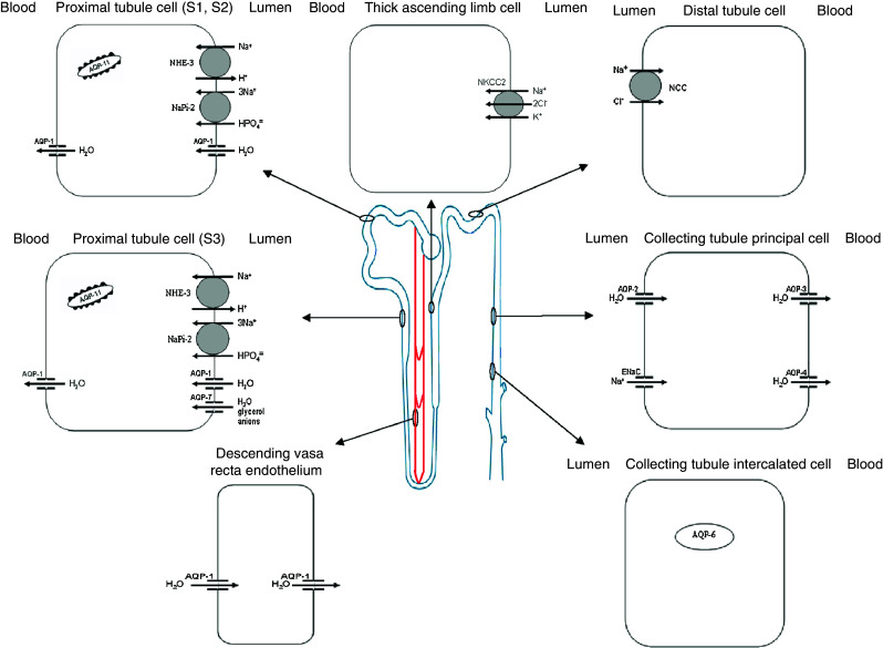 Fig. 1