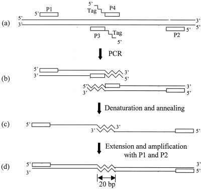 FIG. 1