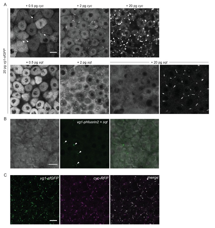 Figure 4—figure supplement 1.