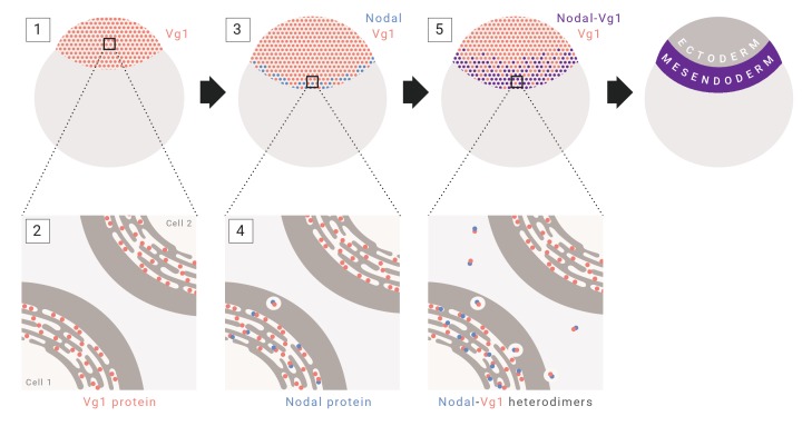 Figure 7.