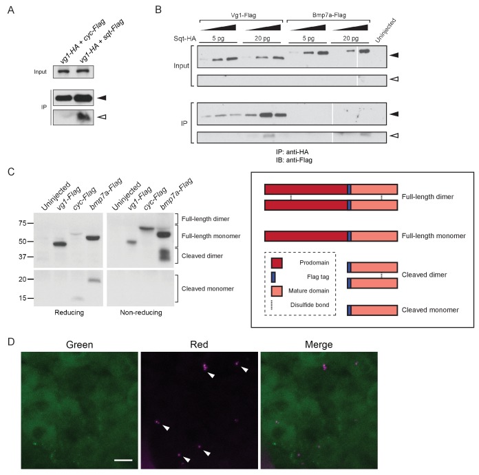 Figure 5—figure supplement 1.