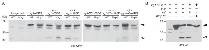 Figure 3—figure supplement 1.