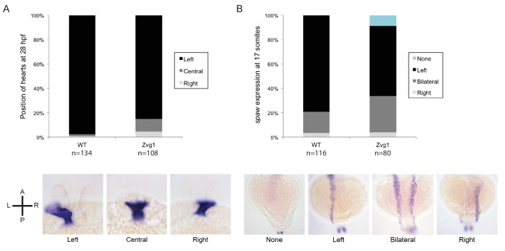 Figure 1—figure supplement 2.