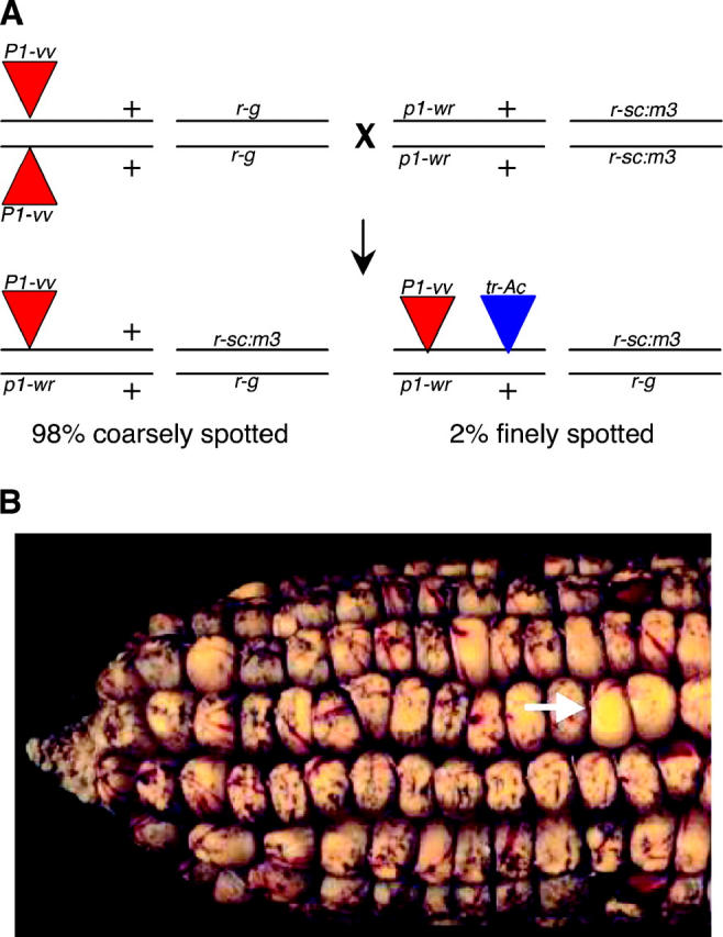 Figure 1.—