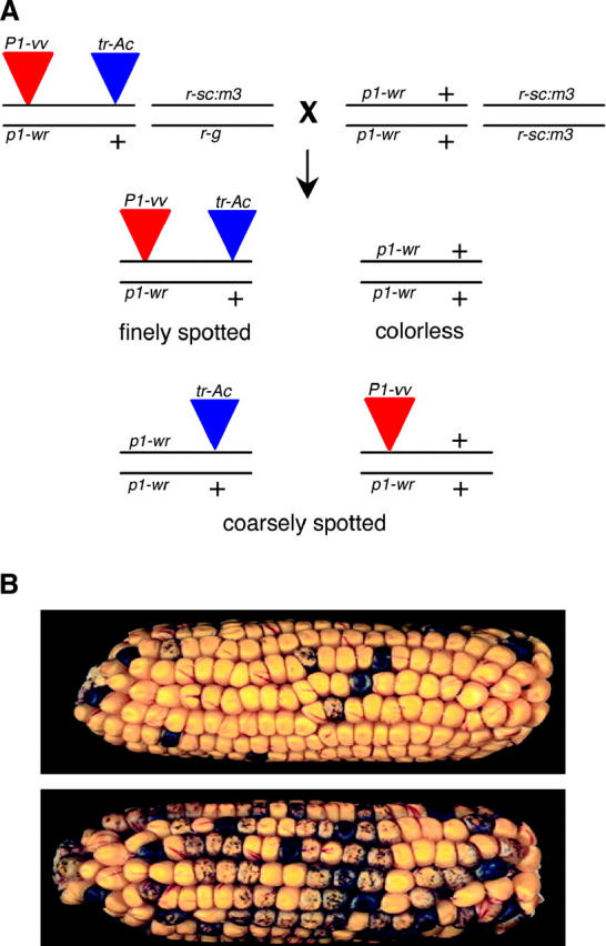 Figure 2.—