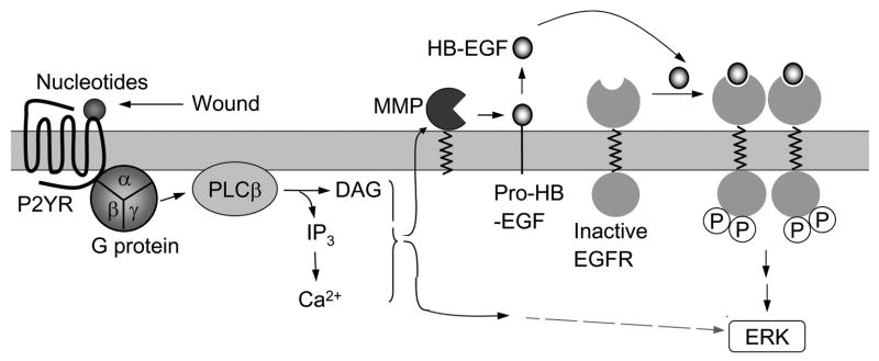 Fig.7