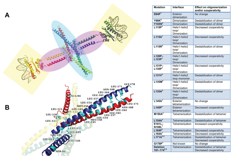 graphic file with name ery09901.jpg