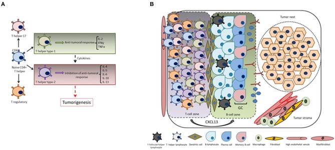 CXCL13 and Its Receptor CXCR5 in Cancer: Inflammation, Immune Response ...