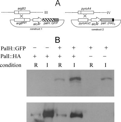 FIG. 8.