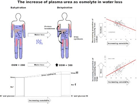 Graphical Abstract