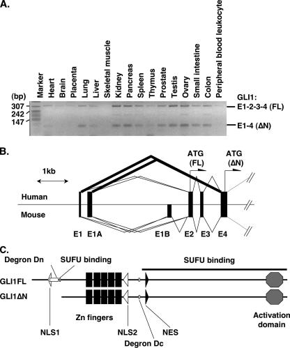 FIGURE 1.