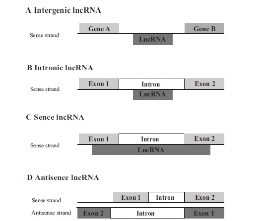 Fig. (2)