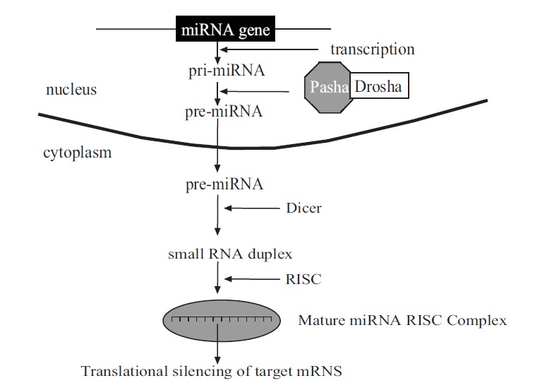 Fig. (1)