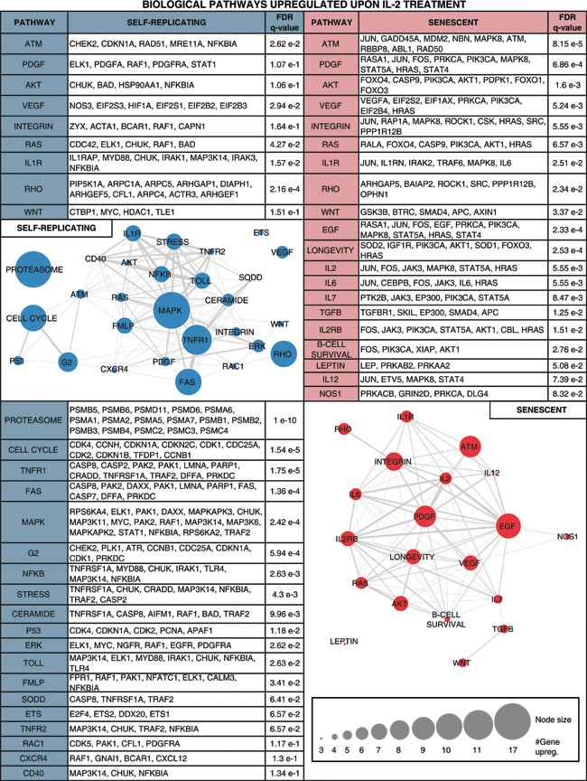 graphic file with name oncotarget-06-17938-t007.jpg