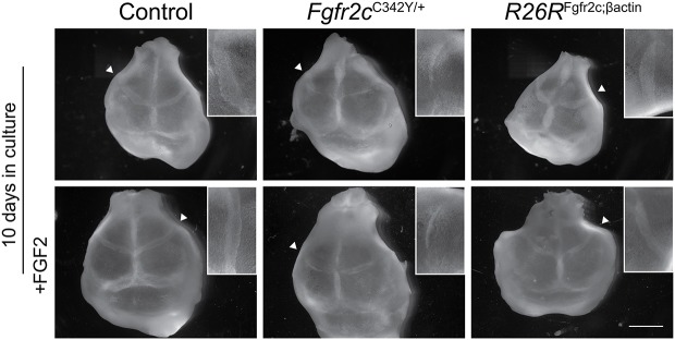 Fig. 3.