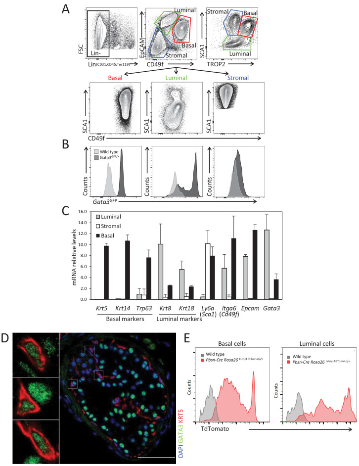 Figure 1—figure supplement 1.