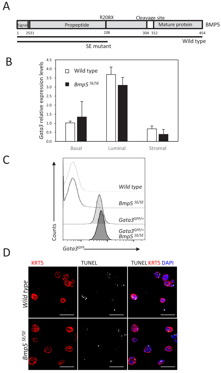 Figure 3—figure supplement 1.