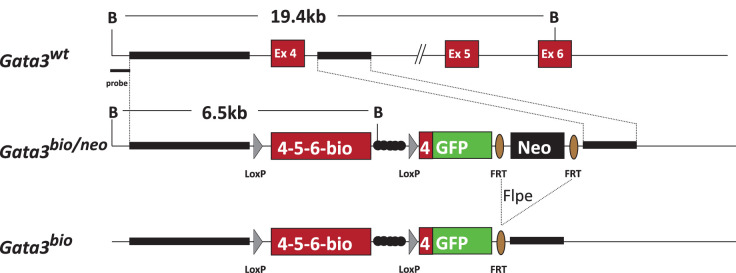 Figure 2—figure supplement 3.