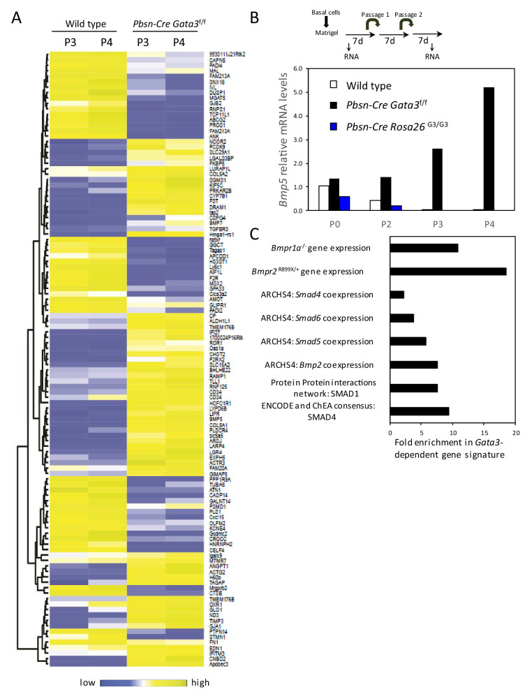 Figure 2—figure supplement 1.