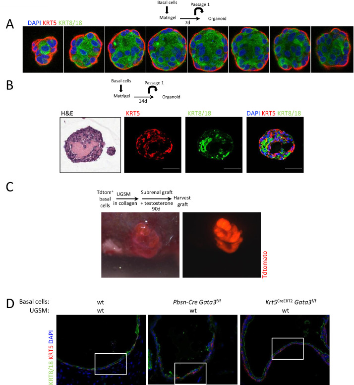 Figure 1—figure supplement 3.