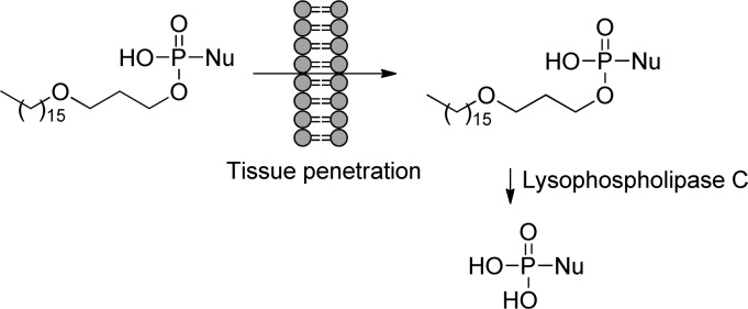 Figure 28