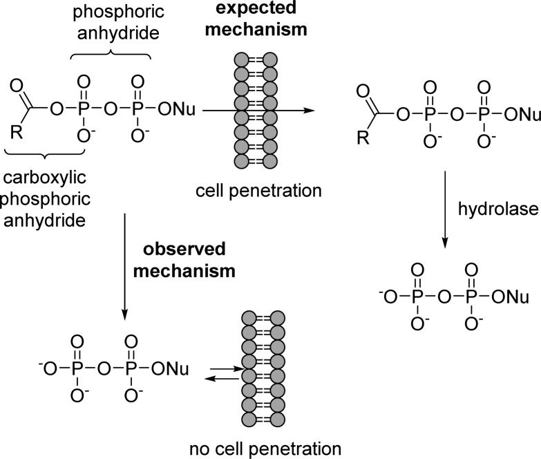 Figure 50