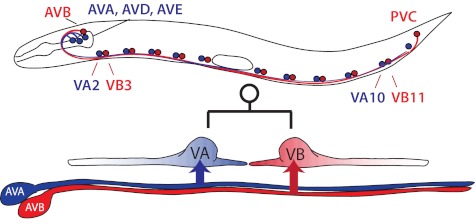 Fig. 1.