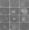 Fig 7
