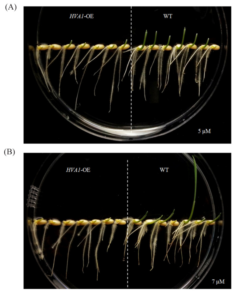 Figure 12