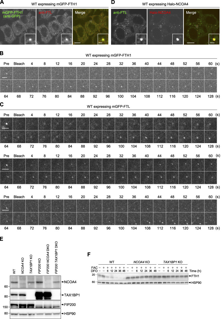 Figure S1.