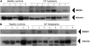 <b>Figure 1.</b>
