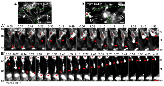 Fig. 3.