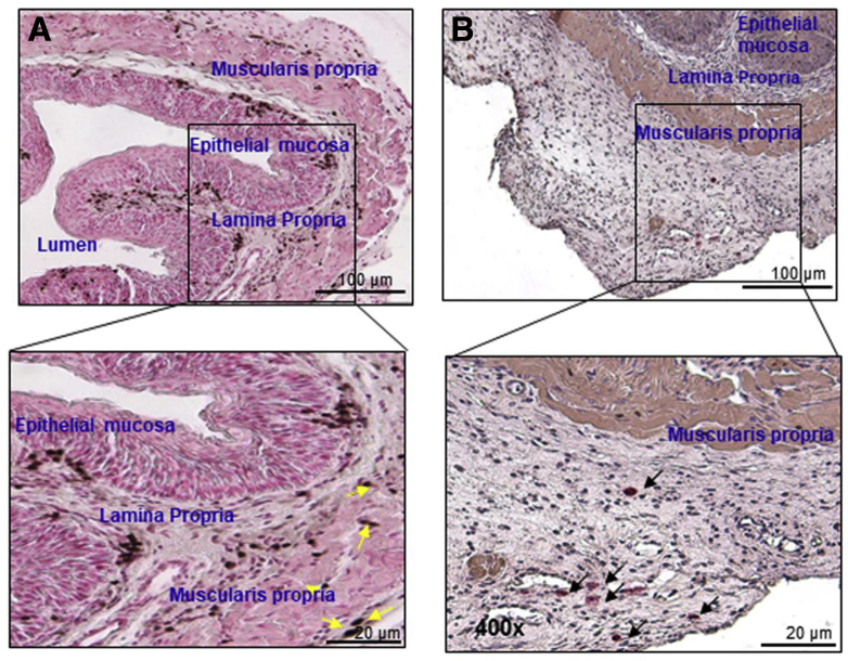 Supplementary Figure 3