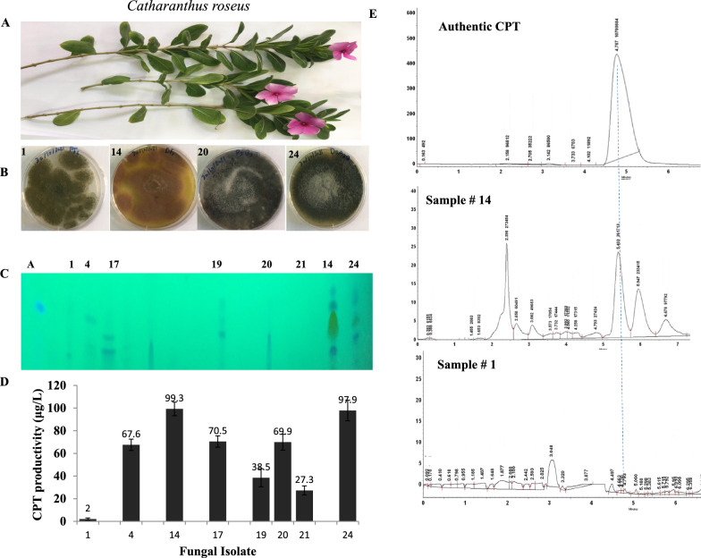 Fig. 1