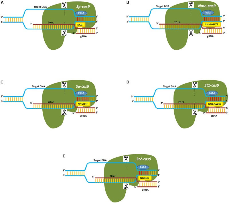 FIGURE 3