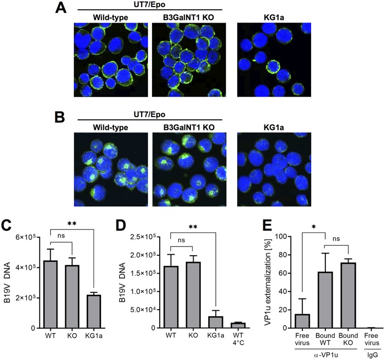 FIG 3