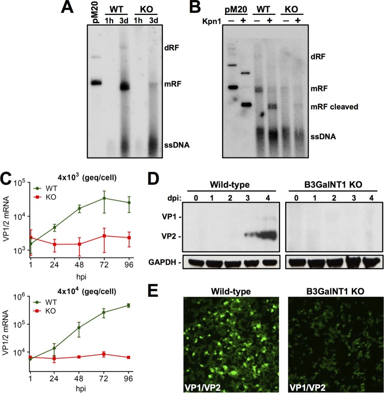 FIG 6