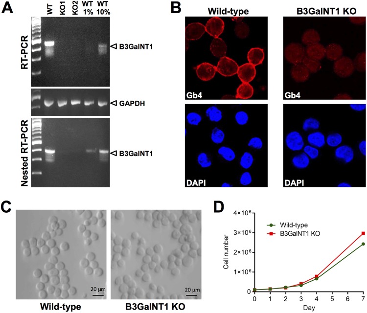 FIG 2