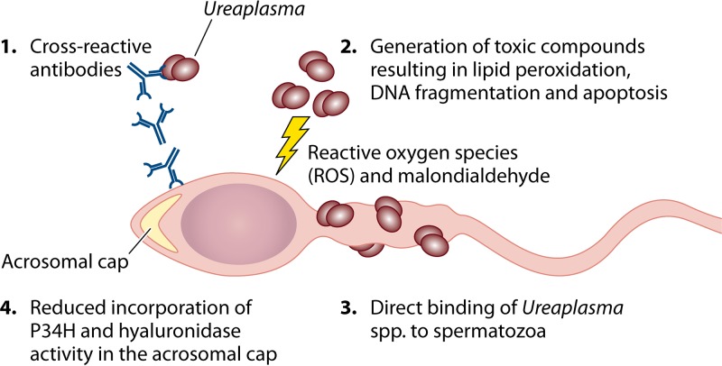 FIG 2