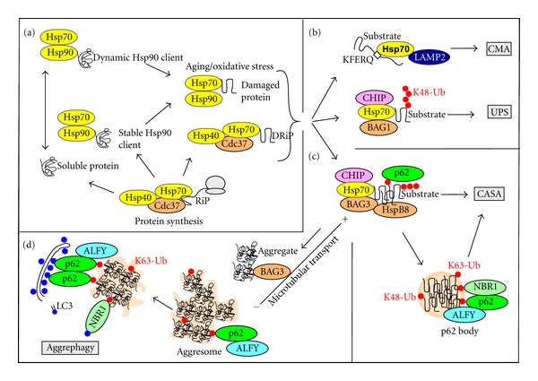 Aggrephagy: Selective Disposal of Protein Aggregates by Macroautophagy ...