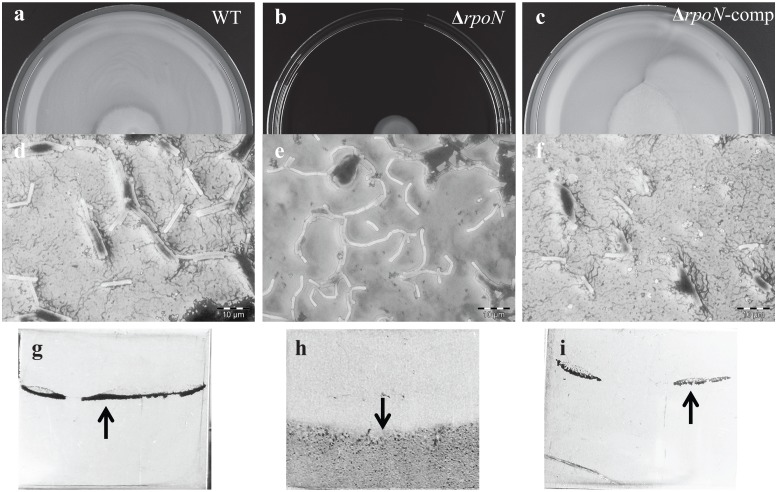 Fig 6