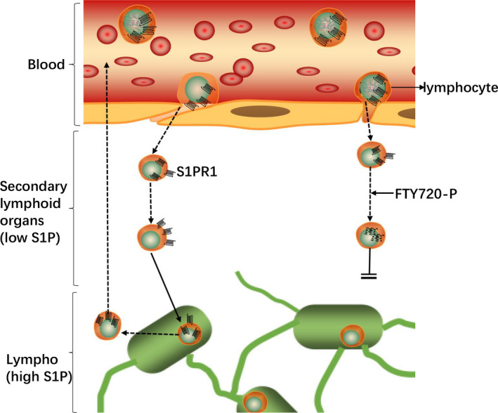 FIGURE 4