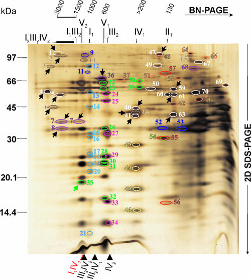 FIG. 2.