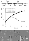 Fig. 2.