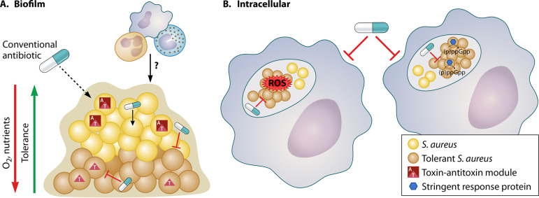 FIG 1