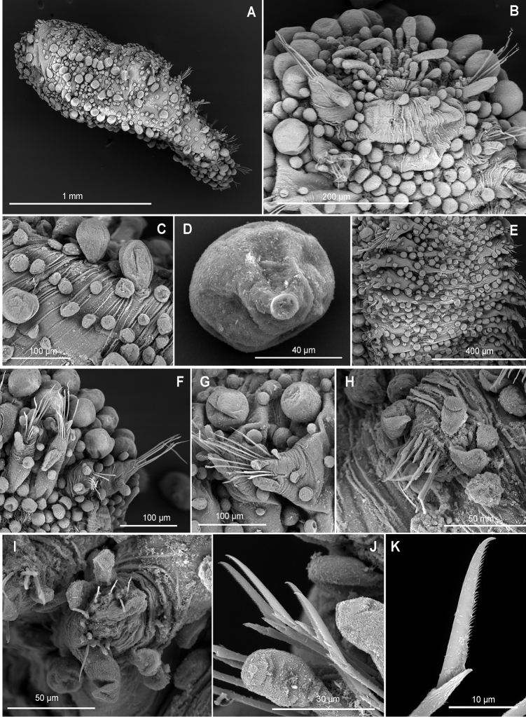 Figure 30.