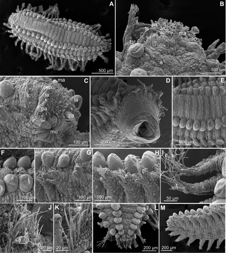 Figure 22.